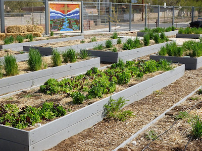 School garden/Billie Greenwood